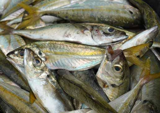 Le prix d’un kg de poisson Aziz augmente de 100%
